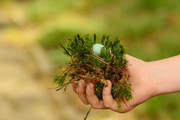 hand holding a nest with a bird's egg against a blurred green & yellow backdrop